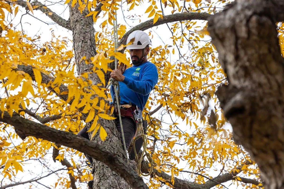 Skilled Tree Trimming crew working in Eureka